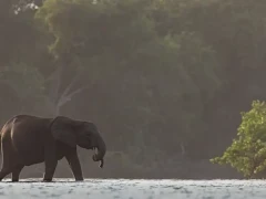 African forest elephant in water, in Gabon