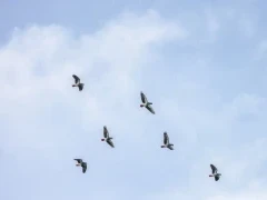African grey parrots in flight, Gabon