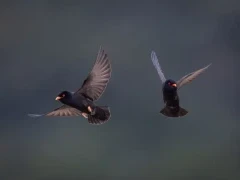 African river martin in Gabon