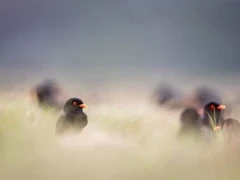 African river martins in Gabon