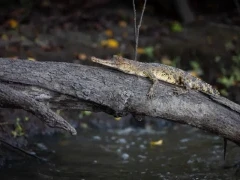 African slender-snouted crocodile in Gabon