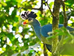 Great blue turaco in Lopé National Park, Gabon