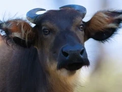 Forest buffalo in Gabon.