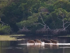 Forest buffalo crossing a river, Gabon.