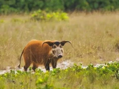 Red river hog in Gabon