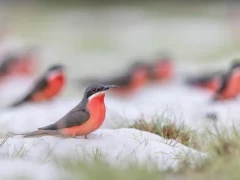Rosy bee-eater in Gabon
