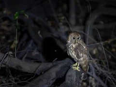 Vermiculated fish owl in Gabon