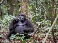 Western lowland gorilla in Gabon