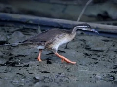 African finfoot in Gabon