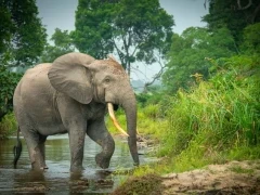 African forest elephant in Gabon