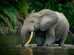 African forest elephant in Gabon