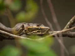 African rock python in Gabon