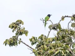 Black-headed bee-eater in Gabon