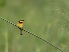 Blue-breasted bee-eater in Gabon