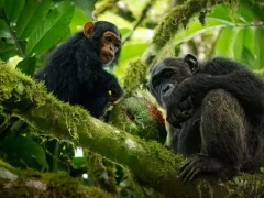 Chimpanzees in Gabon