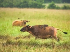 Forest buffalo with oxpecker, in Lopé National Park, Gabon
