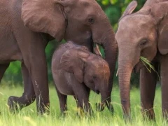 A forest elephant family in Gabon.