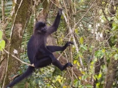 Grey-cheeked mangabey in Gabon