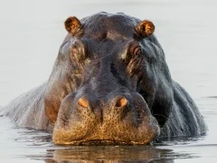 Hippopotamus in Gabon