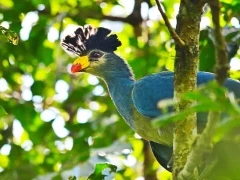 Great blue turaco in Kibale Forest, Gabon