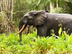 Forest elephant in Loango National Park, Gabon