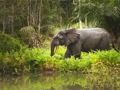 Forest elephant in Gabon