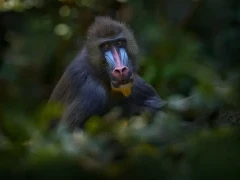 Mandrill in Gabon