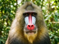 Portrait of a mandrill in Gabon
