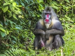 Mandrill sitting, in Gabon