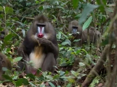 Mandrills in Gabon