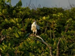 Palm-nut vulture in Gabon