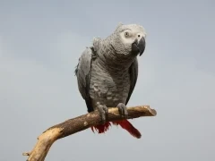 African grey parrot in Gabon
