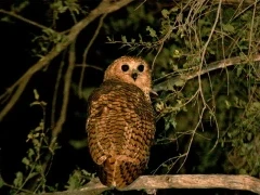 Pel's fishing owl in Gabon