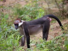 Red-capped mangabey in Gabon