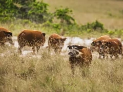 Red river hogs in Gabon