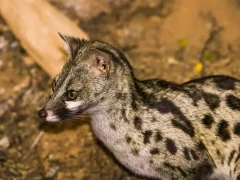 Rusty-spotted genet in Gabon