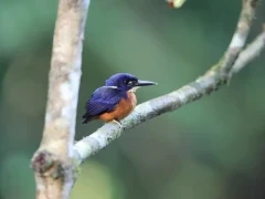 Shining-blue kingfisher in Gabon