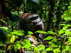 Western lowland gorilla in Gabon
