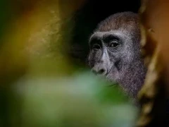 Western lowland gorilla in Gabon