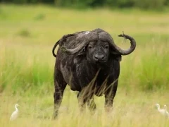 A buffalo in Kenya.