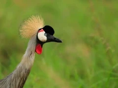 Red-crowned crane in Kenya.