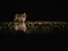 Caracal at night.