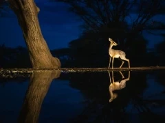 Dik dik at night.
