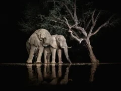 Elephants by the water.