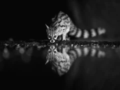 View of a genet from the hide in Kenya.