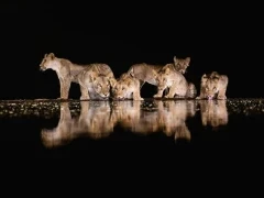 Pride of lions at night.