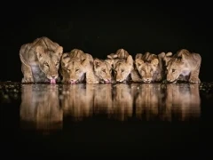 View of a pride of lion drinking, captured from the hide.