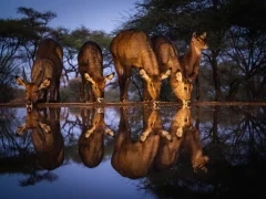 A herd of waterbuck drinking.