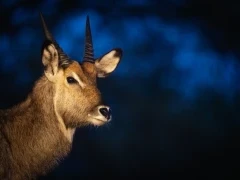 Image of a male waterbuck at night.