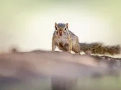 Unstriped ground squirrel in Kenya.